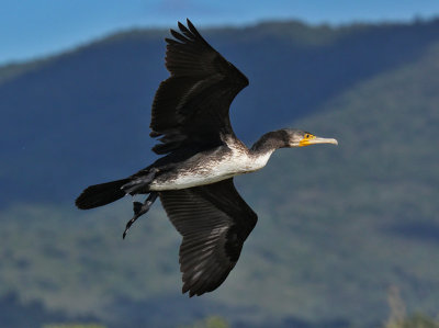 Cormorano - Cormorant