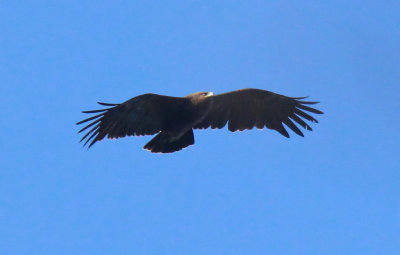 Aquila Anatraia Maggiore