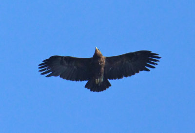 Aquila Anatraia Maggiore