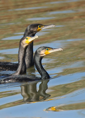 Cormorani - Cormorants