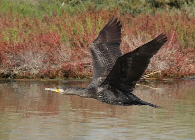 Cormorano - Cormorant