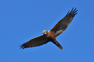 Falco di Palude - Marsh Harrier