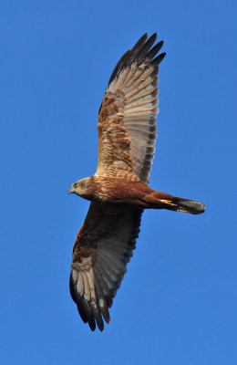Falco di Palude - Marsh Harrier