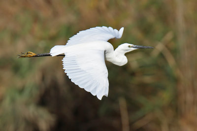 Garzetta - Little Egret