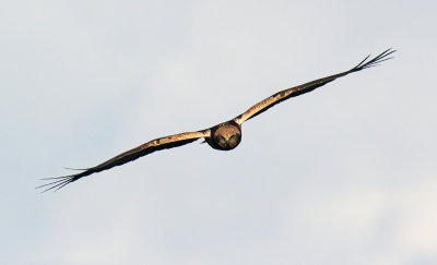 Falco di palude - Marsh Harrier