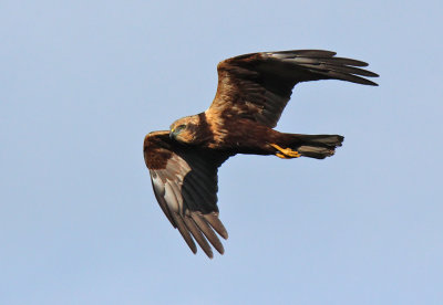 Falco di palude - Marsh Harrier