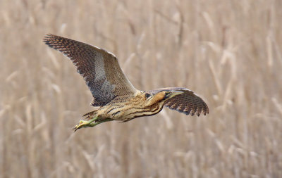 Tarabuso - Bittern