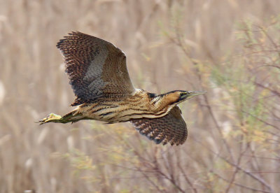 Tarabuso - Bittern