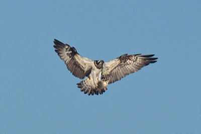 Falco Pescatore - Osprey