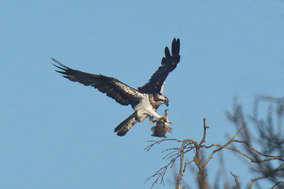 Falco Pescatore - Osprey