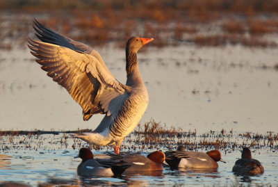 Oche Selvatiche - Greylag Geese