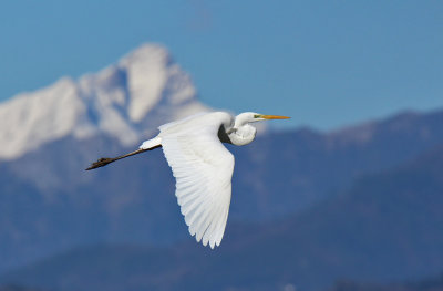 Airone Bianco Maggiore