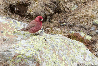 Great Rosefinch, adult male