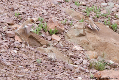 Mongolian Finches, two males and a female