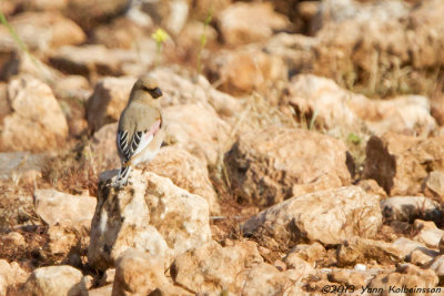 Desert Finch, male