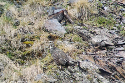 Caucasian Snowcock, male (left) and female