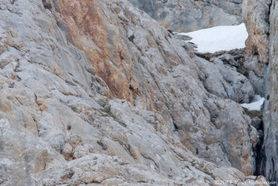 Caspian Snowcock (Tetraogallus caspius)