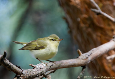 Green Warbler, singing male