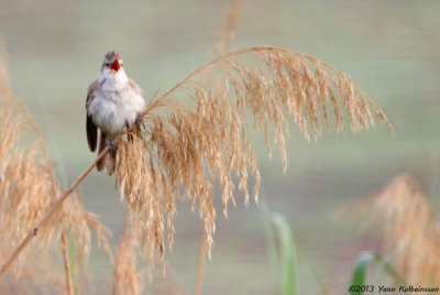 Great Reed-Warbler, singing