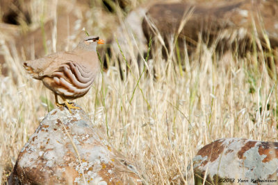 See-see Partridge (Ammoperdrix griseogularis)