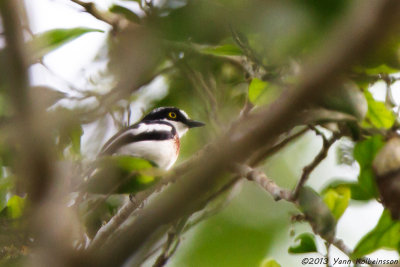 West African Batis (Batis occulta)