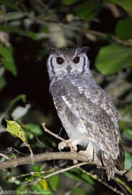 Greyish Eagle-Owl - Bubo cinerascens