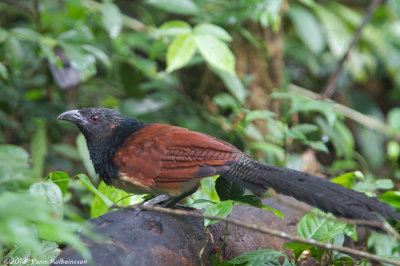 Black-throated Coucal - Centropus leucogaster