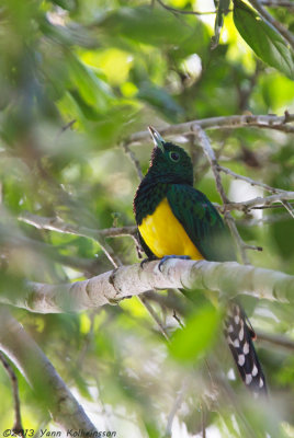 African Emerald Cuckoo - Chrysococcyx cupreus