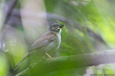 Yellow-whiskered Greenbul (Eurillas latirostris)