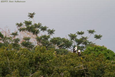 Palm-nut Vulture (Gypohierax angolensis)