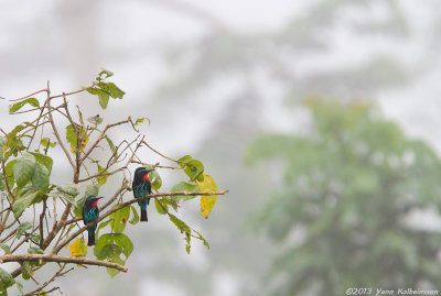 Black Bee-eater - Merops gularis