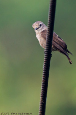Ussher's Flycatcher (Muscicapa ussheri)