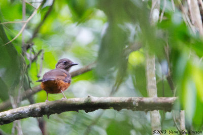 Finsch's Flycatcher-Thrush (Neocossyphus finschii)