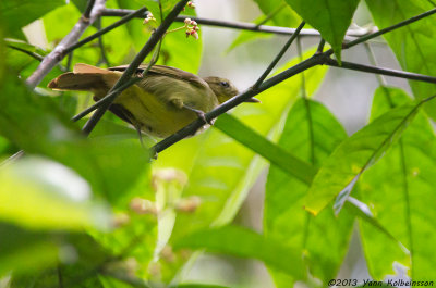 Icterine Greenbul (Phyllastrephus icterinus)