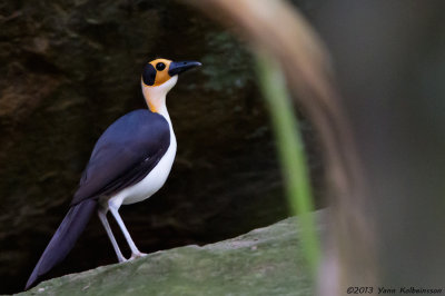 White-necked Rockfowl - Picathartes gymnocephalus