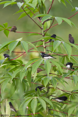 Black-and-white Mannikin (Spermestes bicolor)