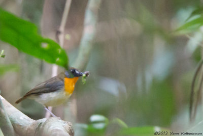 Forest Robin (Stiphrornis erythrothorax)