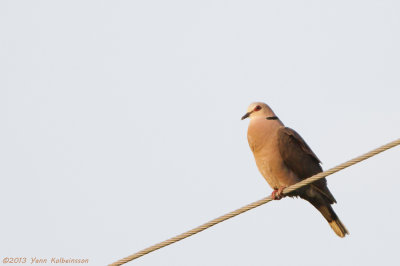 Red-eyed Dove (Streptopelia semitorquata)