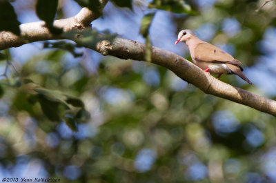 Blue-spotted Wood-Dove - Turtur afer