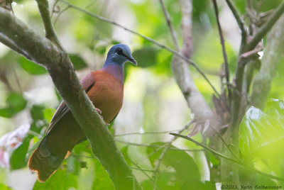 Blue-headed Wood-Dove - Turtur brehmeri