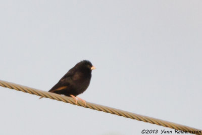 Pale-winged Indigobird - Vidua wilsoni