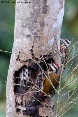 Fire-bellied Woodpecker - Dendropicos pyrrhogaster