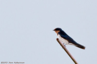 Ethiopian Swallow - Hirundo aethiopica