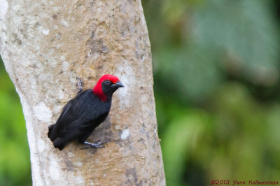 Red-headed Malimbe (Malimbus rubricollis)