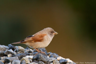 Northern Grey-headed Sparrow - Passer griseus