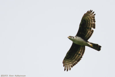 Cassin's Hawk-Eagle - Aquila africana