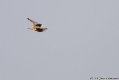 Black-shouldered Kite - Elanus caeruleus