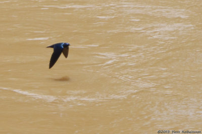 White-throated Blue Swallow - Hirundo nigrita
