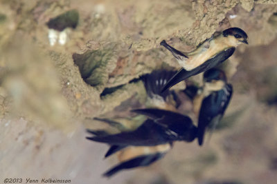 Preuss's Swallow (Petrochelidon preussi)