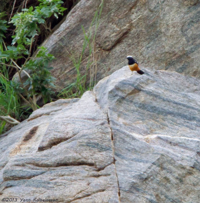 Mocking Cliff-Chat (Thamnolaea cinnamomeiventris)